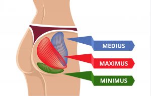 Vector Flat Gluteus Maximus Illustration.