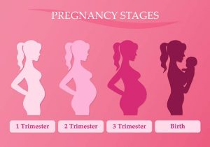 Changes in a woman's body in pregnancy